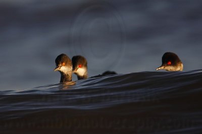 _MG_4835 Eared Grebe.jpg