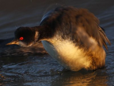 _MG_5141 Eared Grebe.jpg