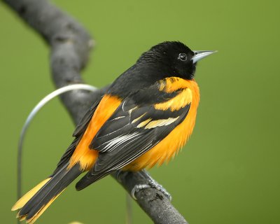 Baltimore Oriole-male