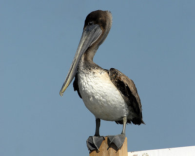 Pelican