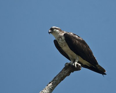 Osprey -or Fish Hawk