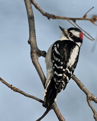 Downey Wood Pecker