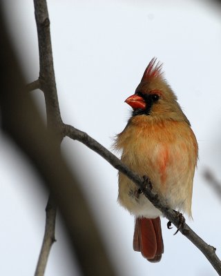 Cardinal-female