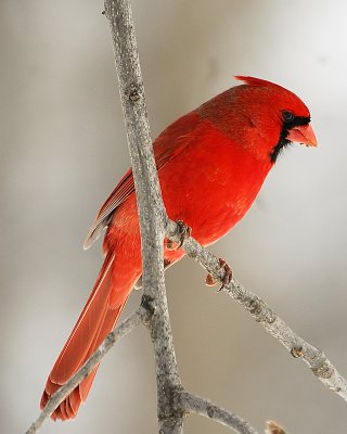 Cardinal-male