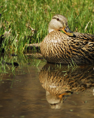 Mallard Duck-female