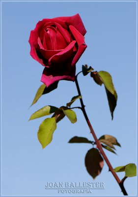 Rosa