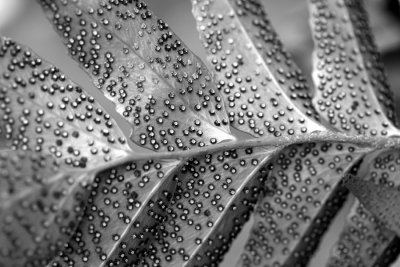 spores in b&w