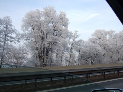 Frozen German forest