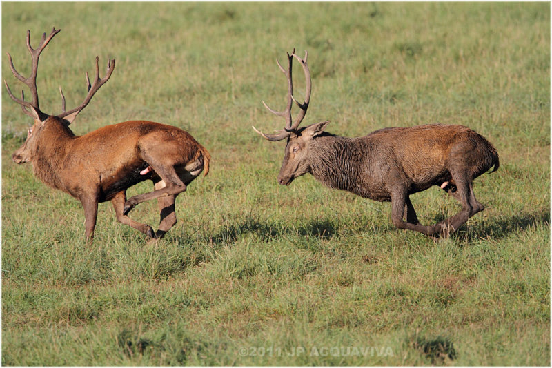 Cerf elaphe - red deer.JPG