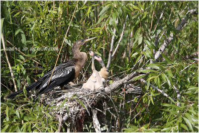 anhinga  nest.JPG