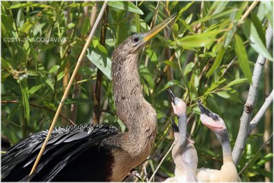 Anhinga - mom and chicken