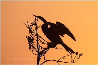 anhinga at dawn 2.JPG