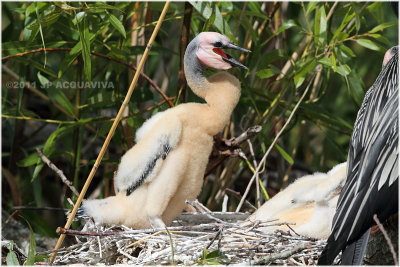 anhinga chick.JPG