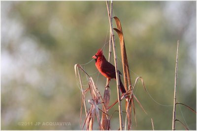 cardinal rouge - northern cardinal male.JPG