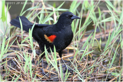 carouge  epaulettes - red winged blackbird.JPG