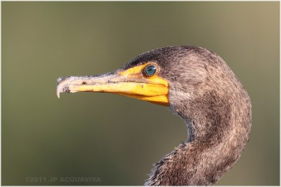 cormoran  aigrettes - double crested cormorant.JPG