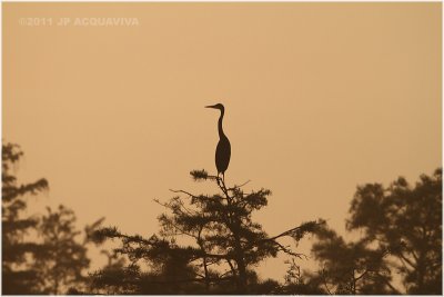 Everglades at dawn.JPG