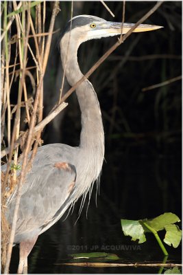 grand hron - great blue heron 3.JPG