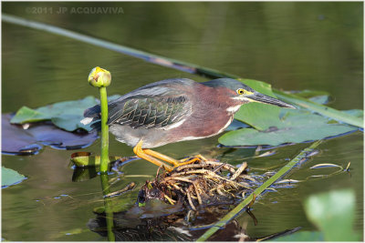 hron vert - green heron 2.JPG