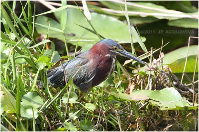 hron vert - green heron 4.JPG