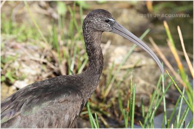ibis falcinelle - glossy ibis.JPG