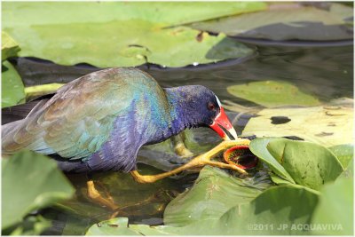 talve violace - purple gallinule 3.JPG