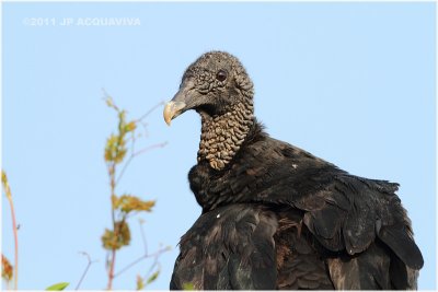 urubu noir - black vulture 2.JPG