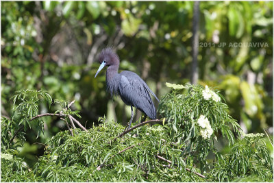 aigrette bleue - little blue heron.JPG