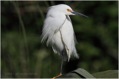 aigrette neigeuse - snowy egret 3.JPG