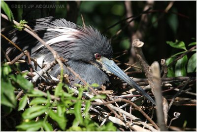 aigrette tricolore - tricolored heron nesting.JPG