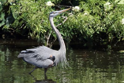 grand hron - great blue heron.JPG