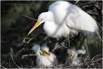 grande aigrette - great egret 5.JPG