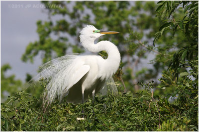 grande aigrette - great egret 17.JPG