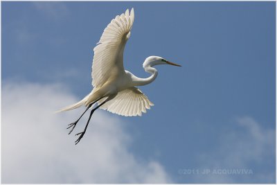 grande aigrette - great egret 22.JPG