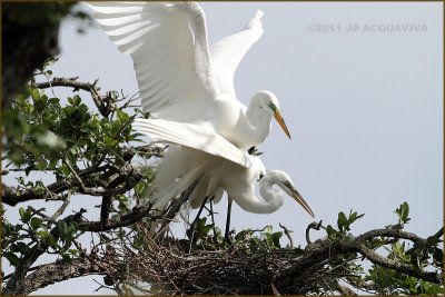 Accouplement grande aigrette - great egret mating.JPG