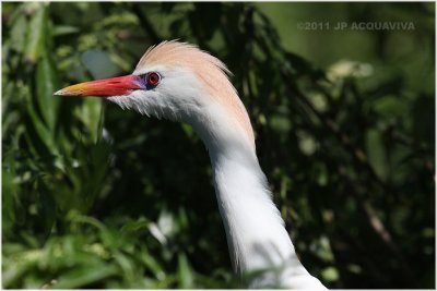 hron garde boeuf - cattle egret.JPG