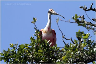 spatule rose - roseate spoonbill 2.JPG