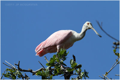 spatule rose - roseate spoonbill 3.JPG