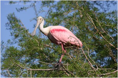 spatule rose - roseate spoonbill 5.JPG