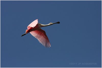 spatule rose - roseate spoonbill 6.JPG