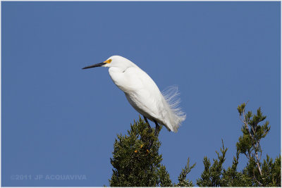 aigrette neigeuse - snowwy egret.JPG
