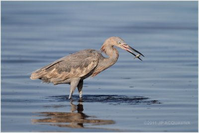 aigrette roussâtre - reddish egret 7.JPG