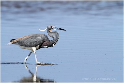 aigrette tricolore - tricolored heron.JPG
