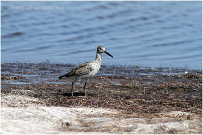 western sandpiper.JPG