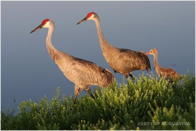 grue du Canada - sandhill crane.JPG