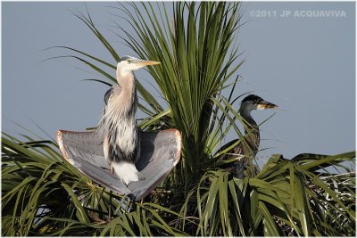 grand hron - great blue heron  mom and chick 2.JPG