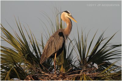 grand hron - great blue heron on nest.JPG
