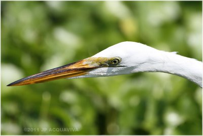 grande aigrette - great egret 3.JPG