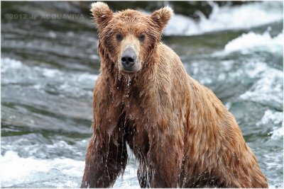 wet brown bear 4120.jpg
