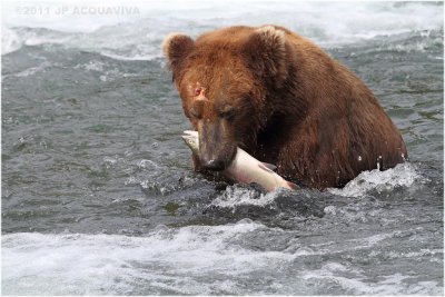 fishing bear 4005.jpg
